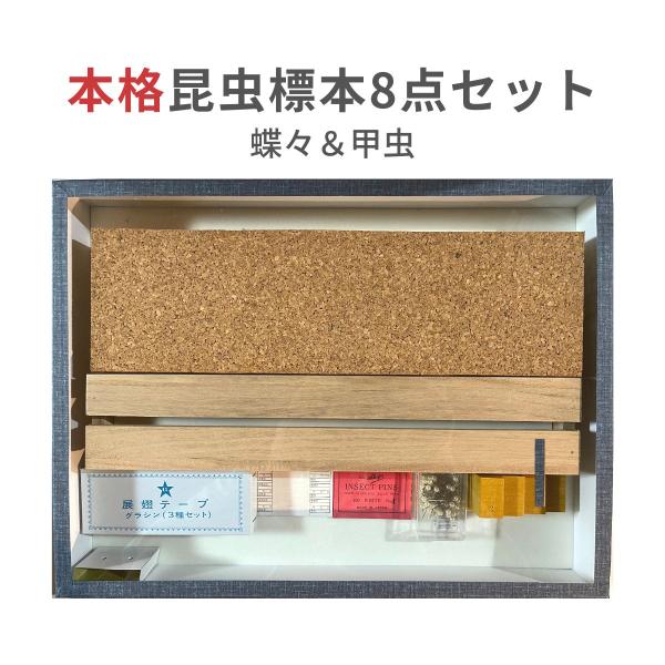 志賀昆虫普及社「本格昆虫標本8点セット 蝶々＆甲虫」」チョウ