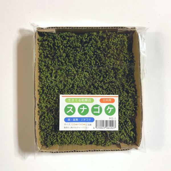 ●日向用の苔です●日光や乾燥に強い苔です●スナゴケは乾燥しても仮死状態になり水を与えれば再生します●乾燥状態でお届けいたします●壁面緑化、庭園（造園）や盆栽・ジオラマ等に適しています●庭に植付ける場合は、水溜まりができないように、排水性が良...