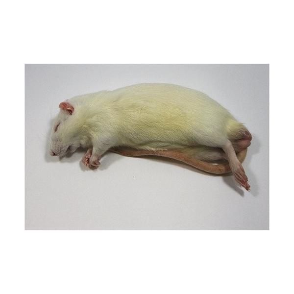 【O-1160】飼育棚 ネズミ マウス ラット 爬虫類 エサ O-1160】飼育棚 ネズミ マウス ラット 爬虫類 エサ 爬虫類