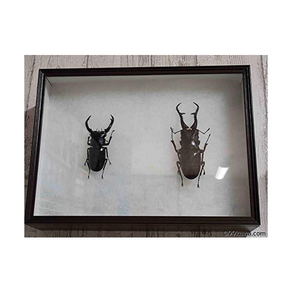 シーラケース シーラ箱 標準 標本箱 昆虫標本 箱 標本ケース 標本キ