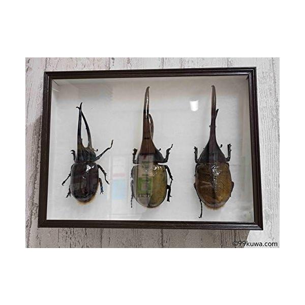 シーラケース シーラ箱 標準 標本箱 昆虫標本 箱 標本ケース 標本キ