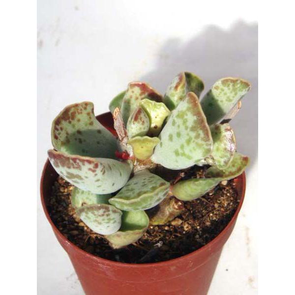 天錦章 : Cacto-Loco - 通販 - Yahoo!ショッピング