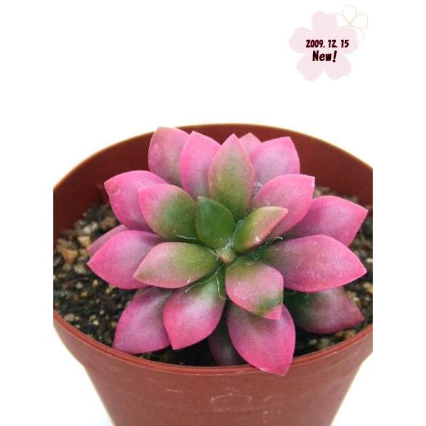 桜吹雪(^^)多肉植物　正規品♡桜吹雪入荷しました！！ 楽天市場】多肉植物 『 桜吹雪 』 9cmポット苗 観葉植物 : 花と