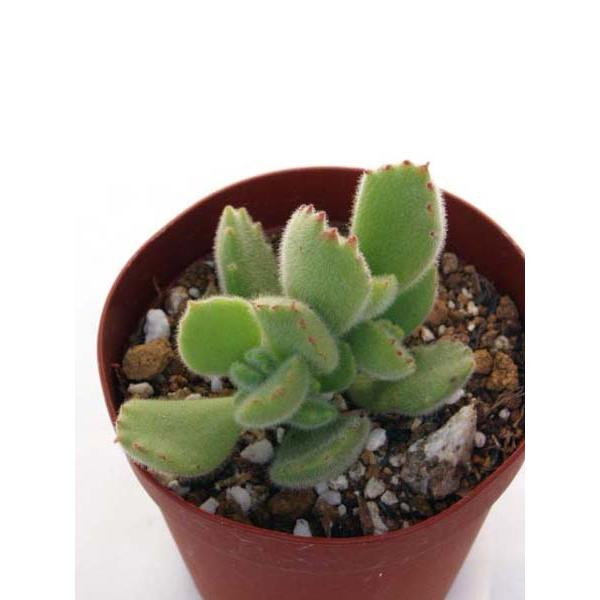 熊童子 多肉植物 熊童子錦LOVE｜🍀GreenSnap（グリーンスナップ）