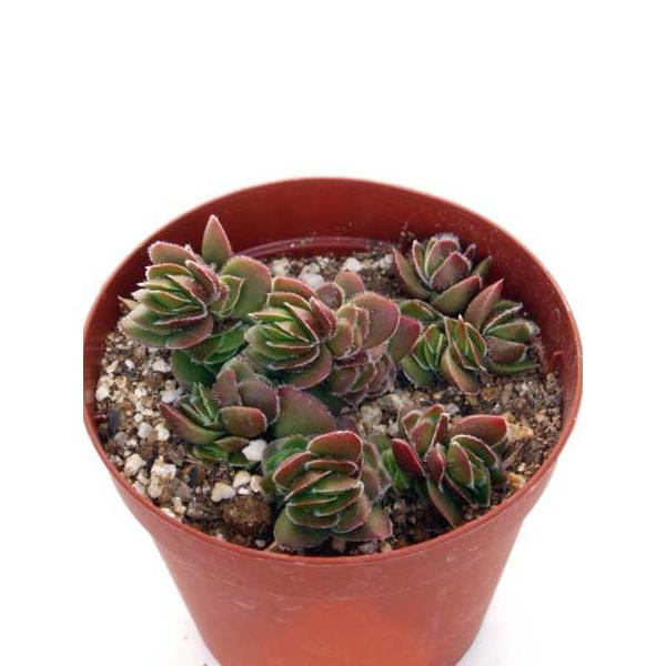 多肉植物 ディビット ① デイビット : Cacto-Loco - 通販 - Yahoo