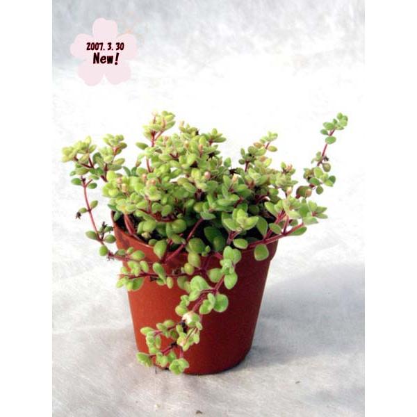 ブロウメアナ : Cacto-Loco - 通販 - Yahoo!ショッピング