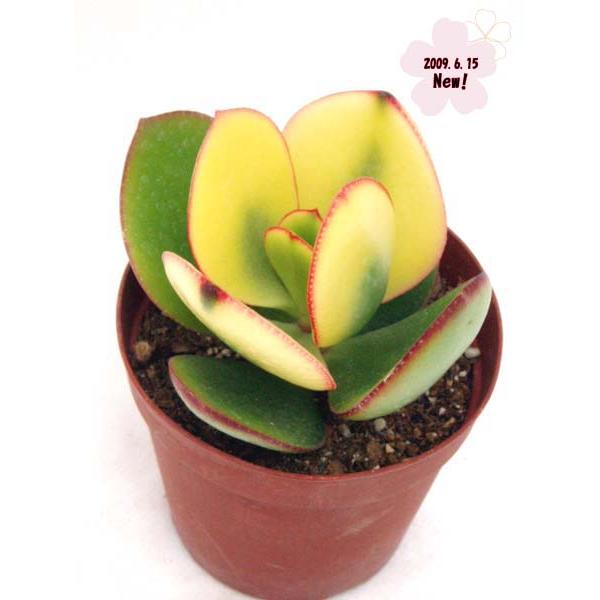 丸葉花月錦 Cactoloco特選 Buyee 日本代购平台 产品购物网站大全 Buyee一站式代购bot Online