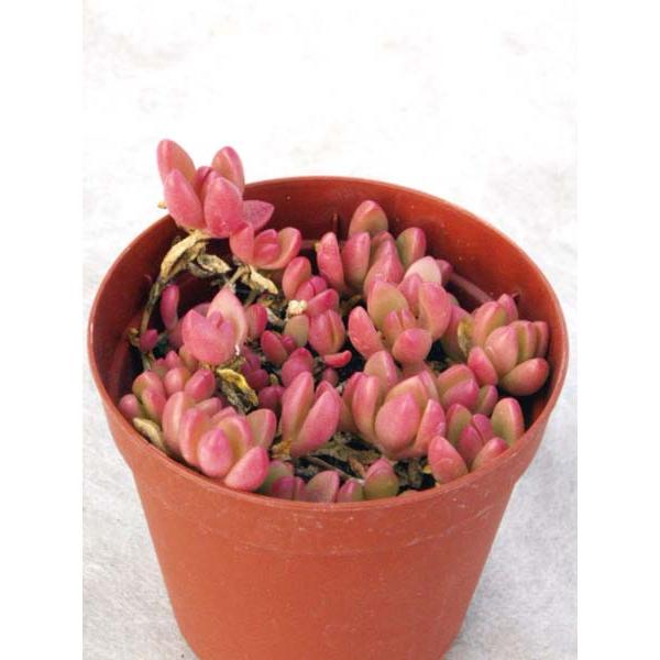 デロスペルマ属ヌビゲナム De 001 Cacto Loco 通販 Yahoo ショッピング