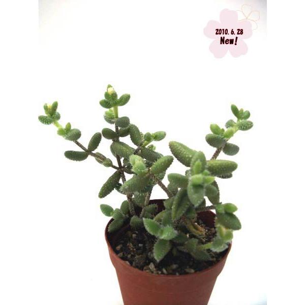 デロスペルマ属 雪童 せつどう De 003 Cacto Loco 通販 Yahoo ショッピング