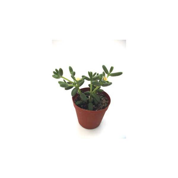 デロスペルマ属雪童 せつどう Buyee Buyee 提供一站式最全面最專業現地yahoo Japan拍賣代bid代拍代購服務bot Online