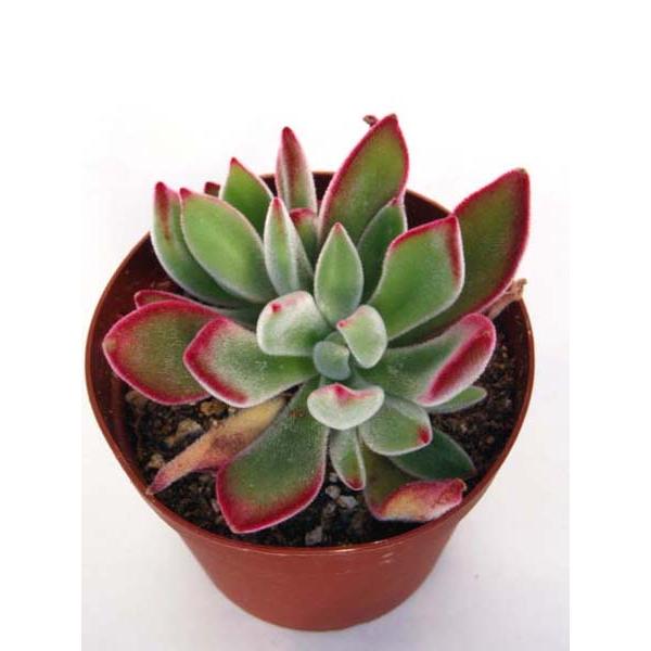 ハムシー : Cacto-Loco - 通販 - Yahoo!ショッピング