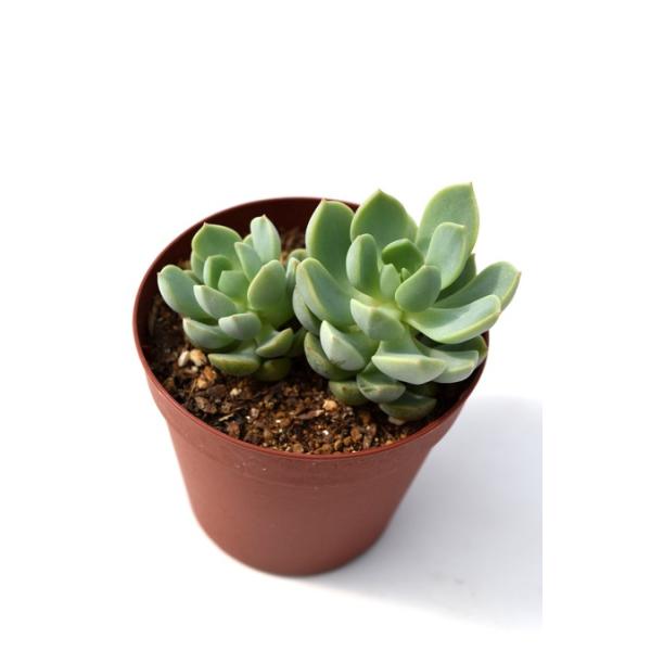 群月花 Buyee 日本代购平台 产品购物网站大全 Buyee一站式代购bot Online