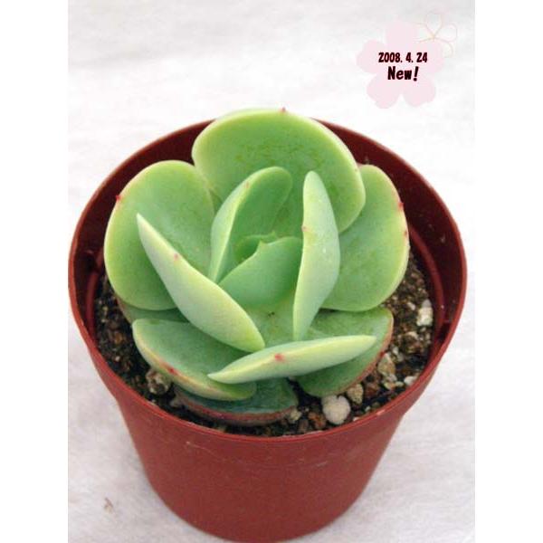 ピーチプリデ : Cacto-Loco - 通販 - Yahoo!ショッピング