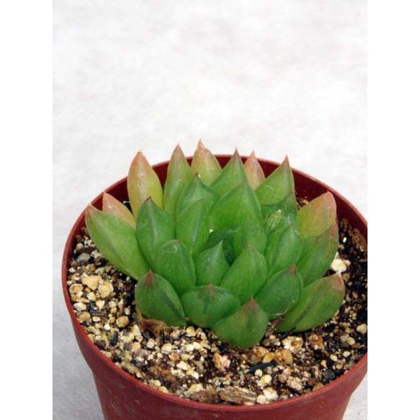 水蓮華 : Cacto-Loco - 通販 - Yahoo!ショッピング