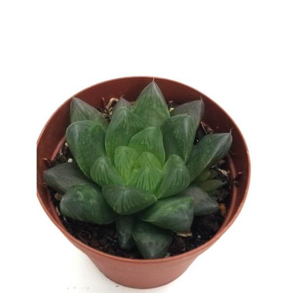 緑 晃 : Cacto-Loco - 通販 - Yahoo!ショッピング