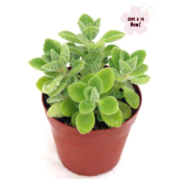 観葉植物 アロマティカスの人気商品 通販 価格比較 価格 Com