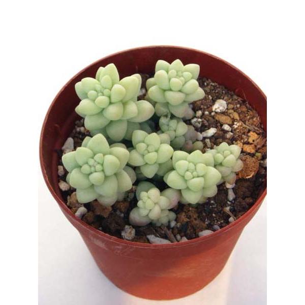 ビアーポップ : Cacto-Loco - 通販 - Yahoo!ショッピング