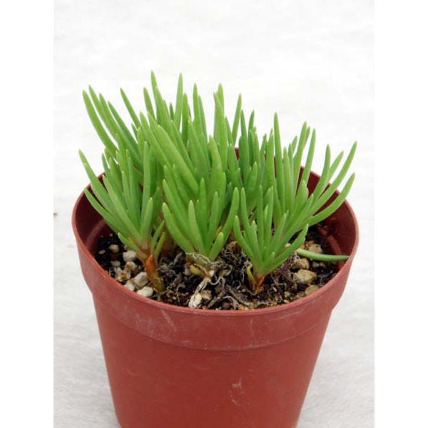 タリナム属草花火 Ta 001 Cacto Loco 通販 Yahoo ショッピング