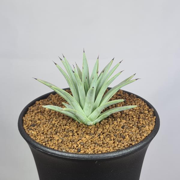 画像は一例です。植物ですので個体差があります。見計らいでのお届けとなります。苗の指定は出来ませんのでご了承下さい。植物名は弊園へ導入時のものです。状態は変化することがあります。生育に問題のない状態の変化（身割れ、葉の変色・落葉、花の老け・落...