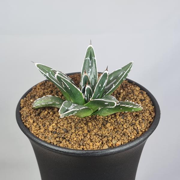 画像は一例です。植物ですので個体差があります。見計らいでのお届けとなります。苗の指定は出来ませんのでご了承下さい。植物名は弊園へ導入時のものです。状態は変化することがあります。生育に問題のない状態の変化（身割れ、葉の変色・落葉、花の老け・落...