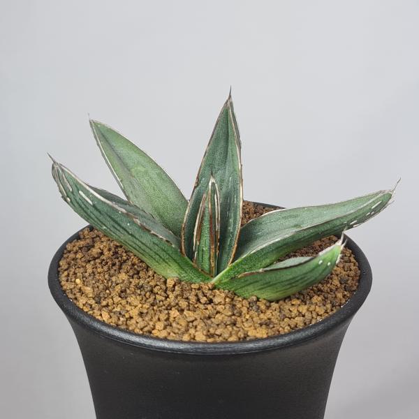 画像は一例です。植物ですので個体差があります。見計らいでのお届けとなります。苗の指定は出来ませんのでご了承下さい。植物名は弊園へ導入時のものです。状態は変化することがあります。生育に問題のない状態の変化（身割れ、葉の変色・落葉、花の老け・落...