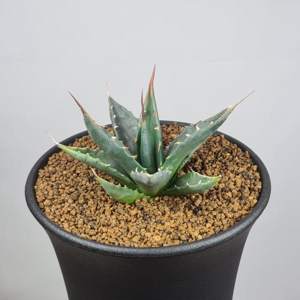 画像は一例です。植物ですので個体差があります。見計らいでのお届けとなります。苗の指定は出来ませんのでご了承下さい。植物名は弊園へ導入時のものです。状態は変化することがあります。生育に問題のない状態の変化（身割れ、葉の変色・落葉、花の老け・落...