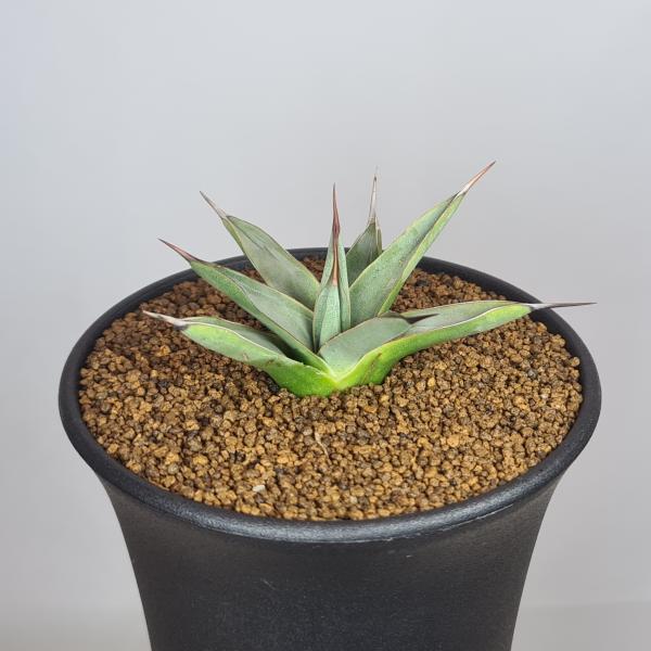 画像は一例です。植物ですので個体差があります。見計らいでのお届けとなります。苗の指定は出来ませんのでご了承下さい。植物名は弊園へ導入時のものです。状態は変化することがあります。生育に問題のない状態の変化（身割れ、葉の変色・落葉、花の老け・落...