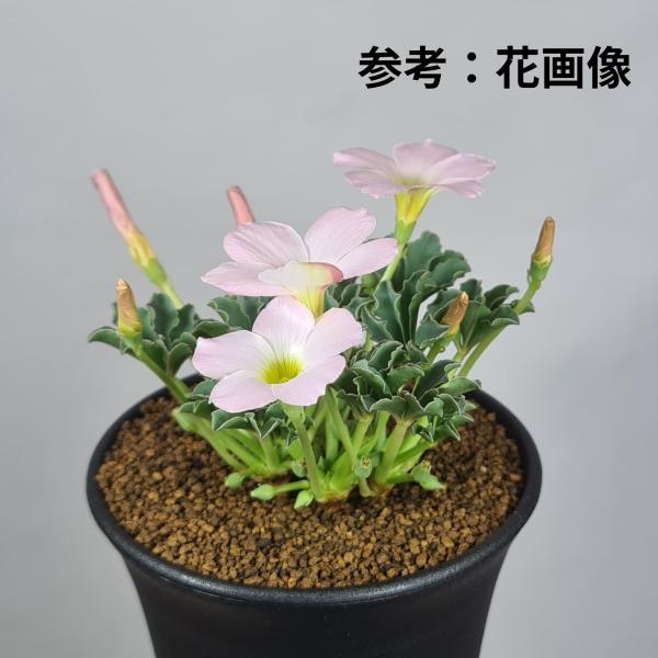 画像は一例です。植物ですので個体差があります。見計らいでのお届けとなります。苗の指定は出来ませんのでご了承下さい。植物名は弊園へ導入時のものです。状態は変化することがあります。生育に問題のない状態の変化（身割れ、葉の変色・落葉、花の老け・落...