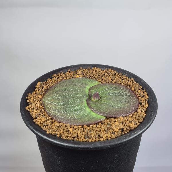 画像は一例です。植物ですので個体差があります。画像より緑色が強い個体もあります。見計らいでのお届けとなります。苗の指定は出来ませんのでご了承下さい。植物名は弊園へ導入時のものです。状態は変化することがあります。生育に問題のない状態の変化（身...