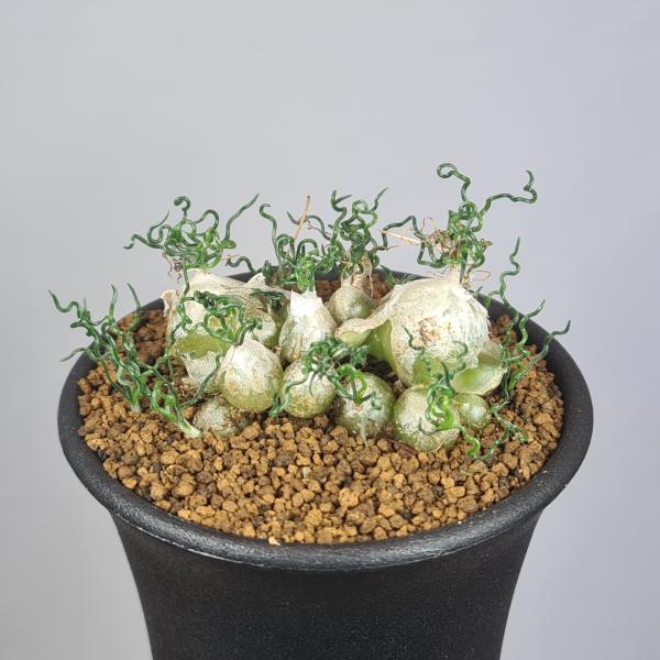 画像は一例です。植物ですので個体差があります。見計らいでのお届けとなります。苗の指定は出来ませんのでご了承下さい。植物名は弊園へ導入時のものです。状態は変化することがあります。生育に問題のない状態の変化（身割れ、葉の変色・落葉、花の老け・落...