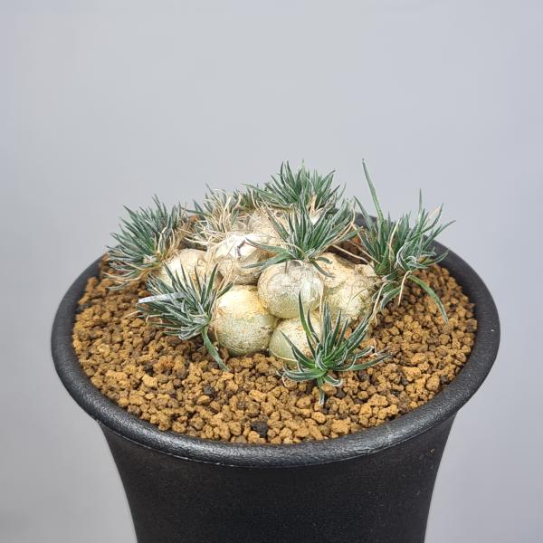 画像は一例です。植物ですので個体差があります。見計らいでのお届けとなります。苗の指定は出来ませんのでご了承下さい。植物名は弊園へ導入時のものです。状態は変化することがあります。生育に問題のない状態の変化（身割れ、葉の変色・落葉、花の老け・落...