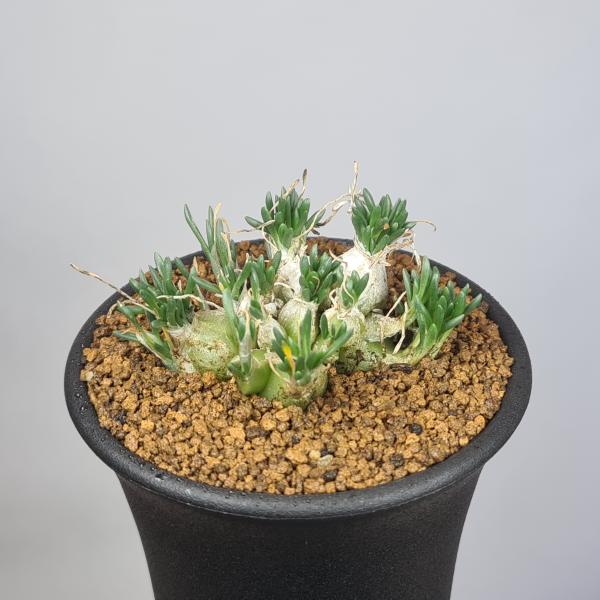 画像は一例です。植物ですので個体差があります。見計らいでのお届けとなります。苗の指定は出来ませんのでご了承下さい。植物名は弊園へ導入時のものです。状態は変化することがあります。生育に問題のない状態の変化（身割れ、葉の変色・落葉、花の老け・落...