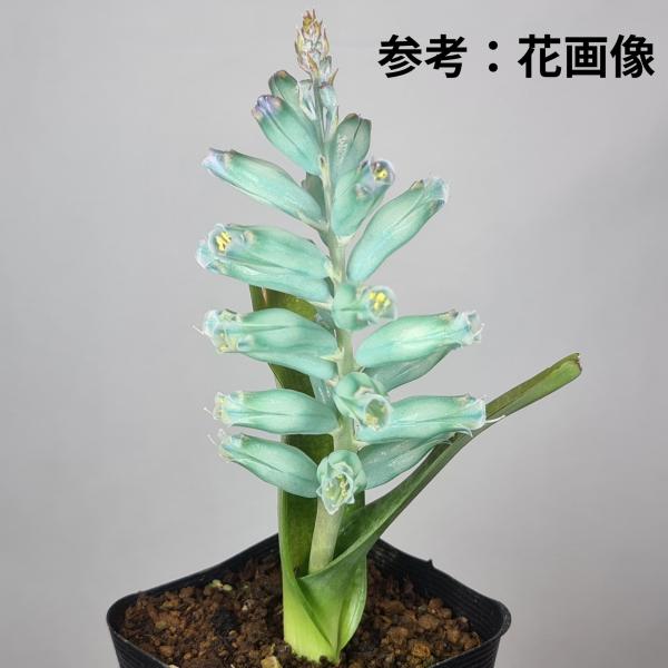 画像は一例です。植物ですので個体差があります。見計らいでのお届けとなります。苗の指定は出来ませんのでご了承下さい。植物名は弊園へ導入時のものです。状態は変化することがあります。生育に問題のない状態の変化（身割れ、葉の変色・落葉、花の老け・落...