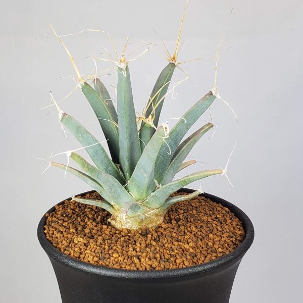 晃山　大株　作家鉢付き　レウクテンベルギア　プリンキピス cactusosada_c01