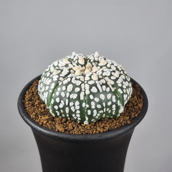 画像は一例です。植物ですので個体差があります。見計らいでのお届けとなります。苗の指定は出来ませんのでご了承下さい。植物名は弊園へ導入時のものです。状態は変化することがあります。生育に問題のない状態の変化（身割れ、葉の変色・落葉、花の老け・落...