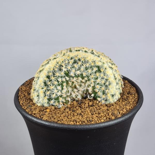 画像は一例です。植物ですので個体差があります。見計らいでのお届けとなります。苗の指定は出来ませんのでご了承下さい。植物名は弊園へ導入時のものです。状態は変化することがあります。生育に問題のない状態の変化（身割れ、葉の変色・落葉、花の老け・落...