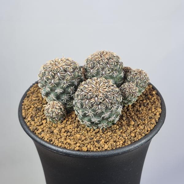 画像は一例です。植物ですので個体差があります。見計らいでのお届けとなります。苗の指定は出来ませんのでご了承下さい。植物名は弊園へ導入時のものです。状態は変化することがあります。生育に問題のない状態の変化（身割れ、葉の変色・落葉、花の老け・落...