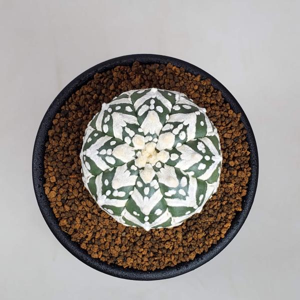 かよぱぁ　スーパー兜 Vアロータイプ　ヒトデタイプ（全幅9.7cm）美株 2025年最新】アロースーパー兜の人気アイテム - メルカリ