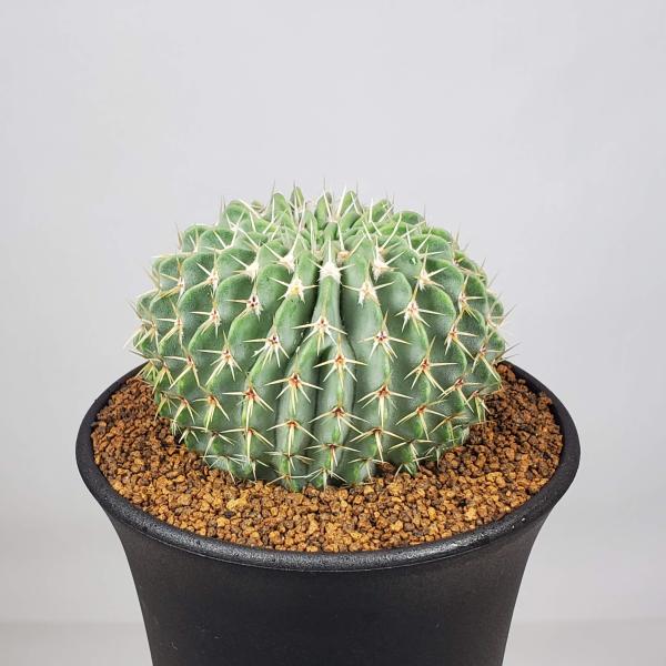 画像は一例です。植物ですので個体差があります。見計らいでのお届けとなります。苗の指定は出来ませんのでご了承下さい。植物名は弊園へ導入時のものです。状態は変化することがあります。生育に問題のない状態の変化（身割れ、葉の変色・落葉、花の老け・落...