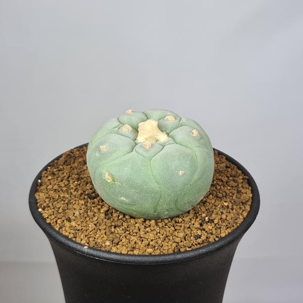 銀冠玉 Lophophora williamsii var. decipiens ロフォフォラ 銀冠玉 疣銀冠玉