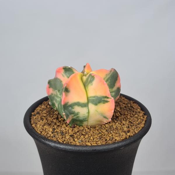 cactusosada_c43