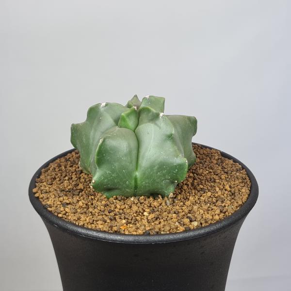 画像は一例です。植物ですので個体差があります。見計らいでのお届けとなります。苗の指定は出来ませんのでご了承下さい。植物名は弊園へ導入時のものです。状態は変化することがあります。生育に問題のない状態の変化（身割れ、葉の変色・落葉、花の老け・落...