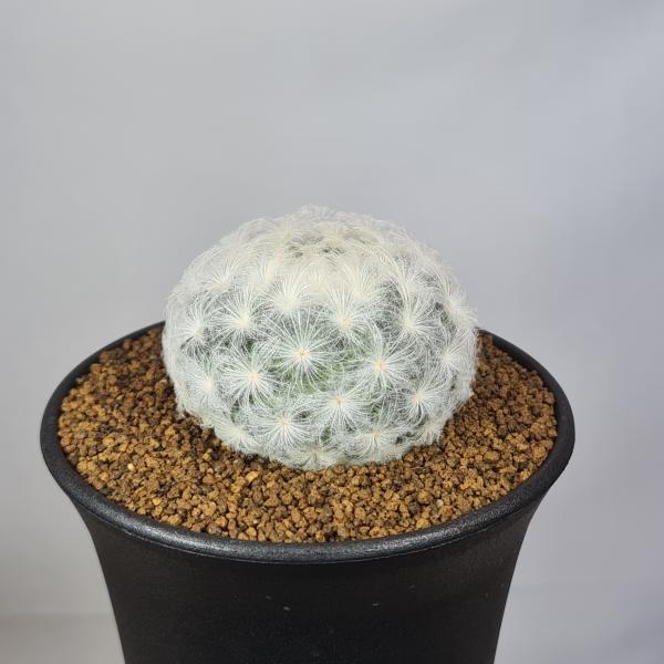 画像は一例です。植物ですので個体差があります。見計らいでのお届けとなります。苗の指定は出来ませんのでご了承下さい。植物名は弊園へ導入時のものです。状態は変化することがあります。生育に問題のない状態の変化（身割れ、葉の変色・落葉、花の老け・落...