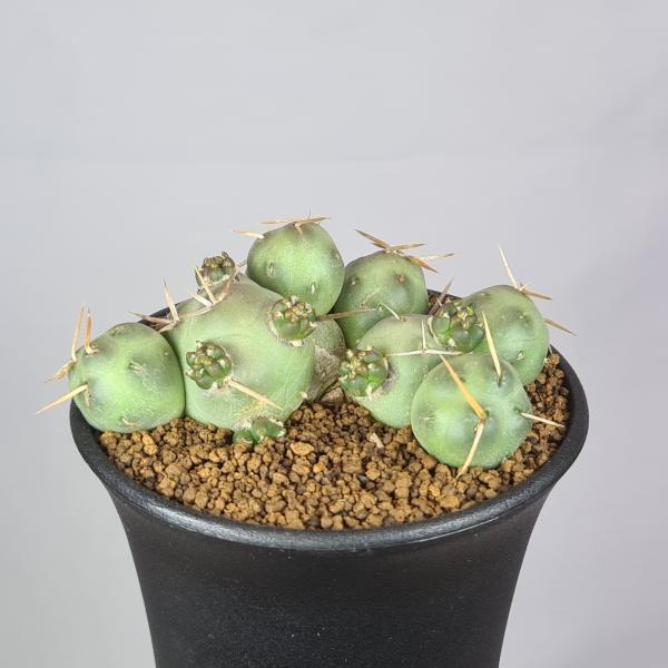 画像は一例です。植物ですので個体差があります。見計らいでのお届けとなります。苗の指定は出来ませんのでご了承下さい。植物名は弊園へ導入時のものです。状態は変化することがあります。生育に問題のない状態の変化（身割れ、葉の変色・落葉、花の老け・落...