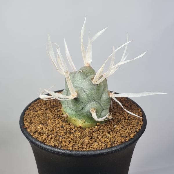 画像は一例です。植物ですので個体差があります。見計らいでのお届けとなります。苗の指定は出来ませんのでご了承下さい。植物名は弊園へ導入時のものです。状態は変化することがあります。生育に問題のない状態の変化（身割れ、葉の変色・落葉、花の老け・落...