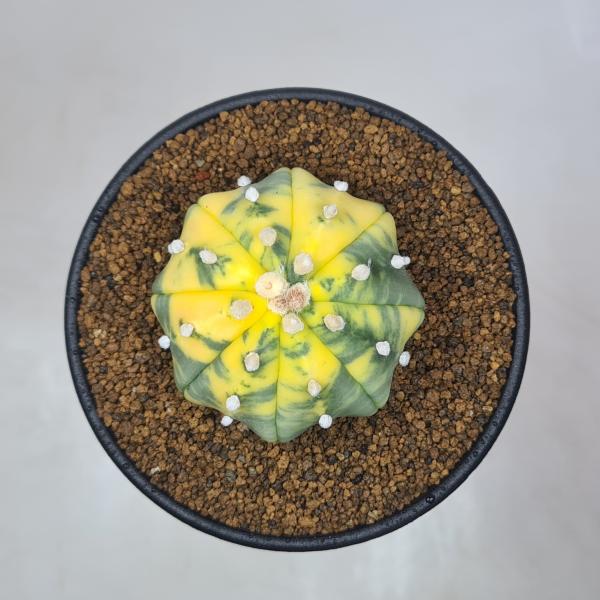 アストロフィツム・兜丸錦 (ヒトデタイプ) 9cm鉢 : カクタス長田 Yahoo