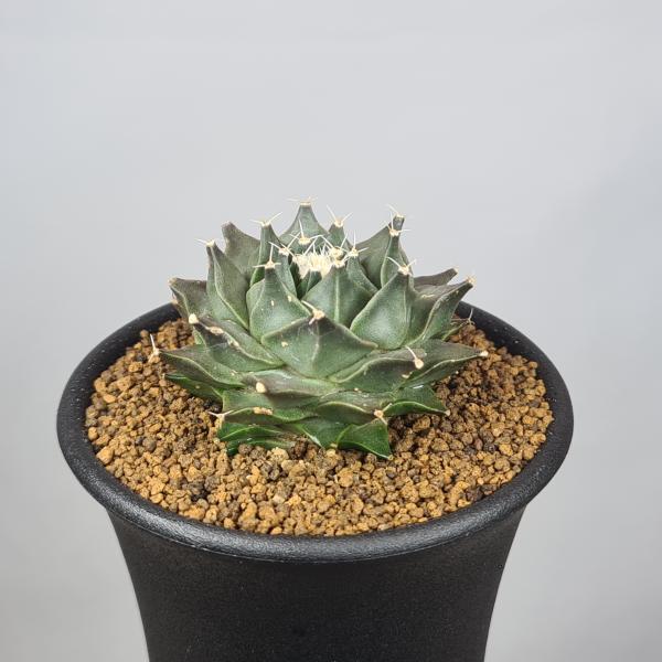 画像は一例です。植物ですので個体差があります。見計らいでのお届けとなります。苗の指定は出来ませんのでご了承下さい。植物名は弊園へ導入時のものです。状態は変化することがあります。生育に問題のない状態の変化（身割れ、葉の変色・落葉、花の老け・落...