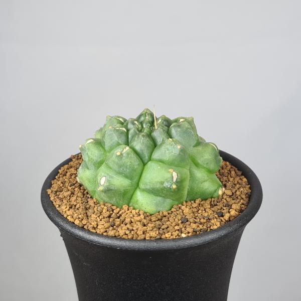 cactusosada_c73
