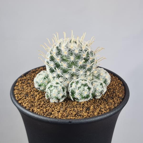 画像は一例です。植物ですので個体差があります。見計らいでのお届けとなります。苗の指定は出来ませんのでご了承下さい。植物名は弊園へ導入時のものです。状態は変化することがあります。生育に問題のない状態の変化（身割れ、葉の変色・落葉、花の老け・落...