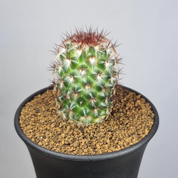 画像は一例です。植物ですので個体差があります。見計らいでのお届けとなります。苗の指定は出来ませんのでご了承下さい。植物名は弊園へ導入時のものです。状態は変化することがあります。生育に問題のない状態の変化（身割れ、葉の変色・落葉、花の老け・落...